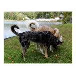 Catahoula Leopard Dog and Ausky Dog Sniffing Postcards