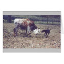 Catahoula Leopard Dog at Work cards