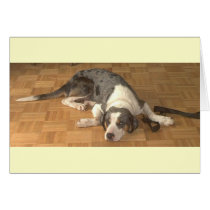 Catahoula Leopard Dog cards