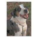 Catahoula Leopard Dog cards