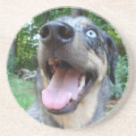 Catahoula Leopard Dog Face Coasters