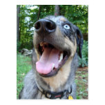 Catahoula Leopard Dog Face Post Card