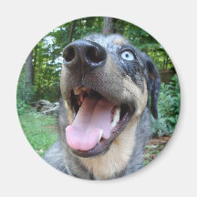 Catahoula Leopard Dog Face Refrigerator Magnets