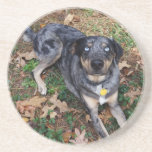 Catahoula Leopard Dog Glass Blue Eyes Drink Coasters