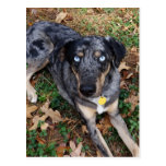 Catahoula Leopard Dog Laying Down Postcard