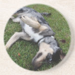 Catahoula Leopard Dog Rolling in Grass Coasters