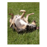 Catahoula Leopard Dog Rolling in Grass Postcard