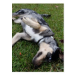 Catahoula Leopard Dog Rolling in Grass Postcard
