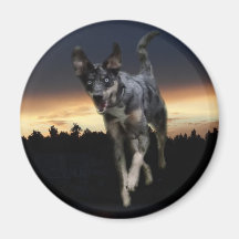 Catahoula Leopard Dog Running on Sunset Fridge Magnet