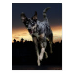 Catahoula Leopard Dog Running on Sunset Postcard