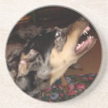 Catahoula Leopard Dog Showing Teeth Drink Coasters