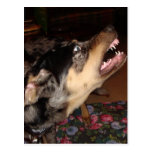 Catahoula Leopard Dog Showing Teeth Postcard