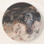 Catahoula Leopard Dog Snoozing Coasters