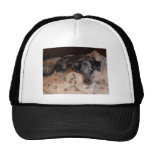 Catahoula Leopard Dog Snoozing Mesh Hat