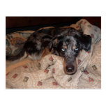 Catahoula Leopard Dog Snoozing Post Card