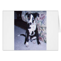 Catahoula Rescue cards