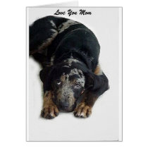 Catahoula Rescue cards by Catahoula Catahoula Rescue cards