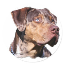 catahoula stickers