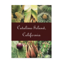 Catalina Island Succulents postcards