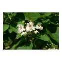 Catalpa Blossom posters by codfishlady Catalpa Blossom posters