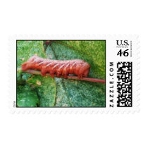 "Catapitter" postage