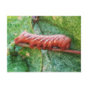 "Catapitter" postcards