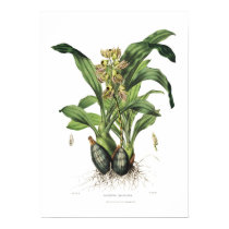 Maculatum de Catasetum par Mlle Drake posters by Botany_Boy Maculatum de Catasetum par Mlle Drake posters