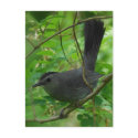 Catbird Postcard