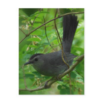 Catbird Postcard by SuRi_Photography Catbird Postcard