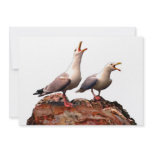 Catcalling Gulls Invite
