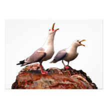 Catcalling Gulls Invite