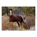 Catch Me If You Can Greeting Cards