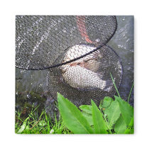 Catch of the day, magnet