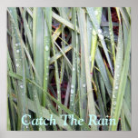 Catch The Rain Poster