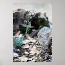 Catching Bugs Posters