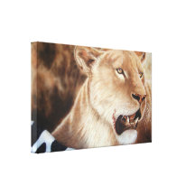 Catching her breath - Lioness Stretched Canvas Print