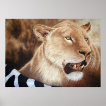 Catching her breath - Lioness Print