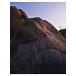 Catclaw Acacia And Boulder Flyers