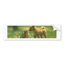 catdog love bumper stickers