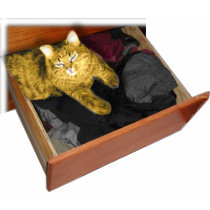 catDrawer t-shirts