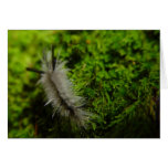 Caterpillar Card