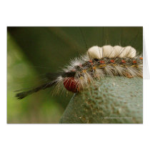 Caterpillar Card cards