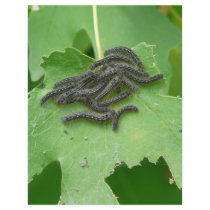 caterpillar huddle flyers by pinkypetals caterpillar huddle flyers
