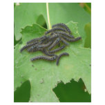 caterpillar huddle letterhead