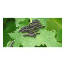 caterpillar huddle photo cards by pinkypetals caterpillar huddle photo cards