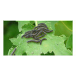 caterpillar huddle photo card template