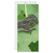 caterpillar huddle rack card template