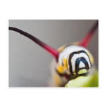 Caterpillar Macro Postcard