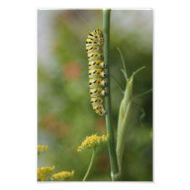 Caterpillar photography up close nature photograph