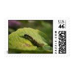 Caterpillar Postage Stamp